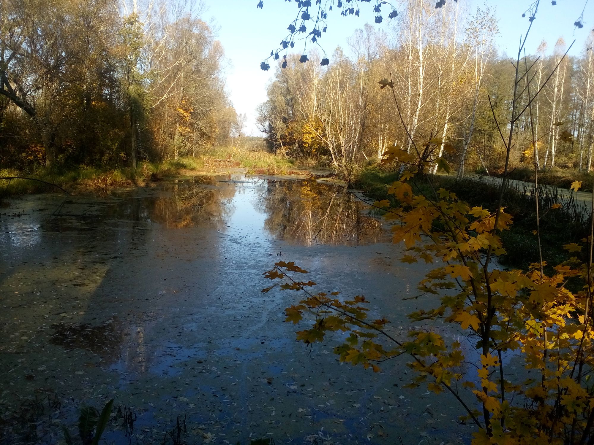 Осінь на Чернігівщині (Фото)
