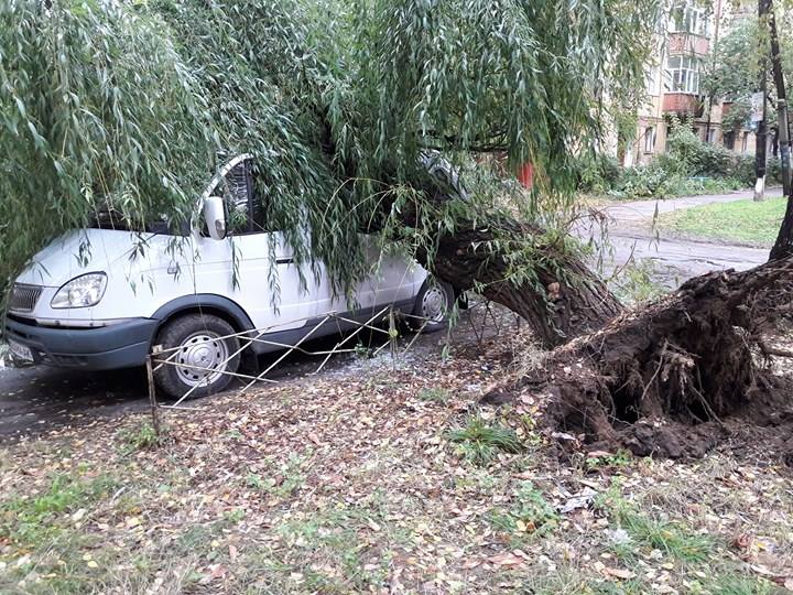 У Чернігові дерево розтрощило автівку (Фото)