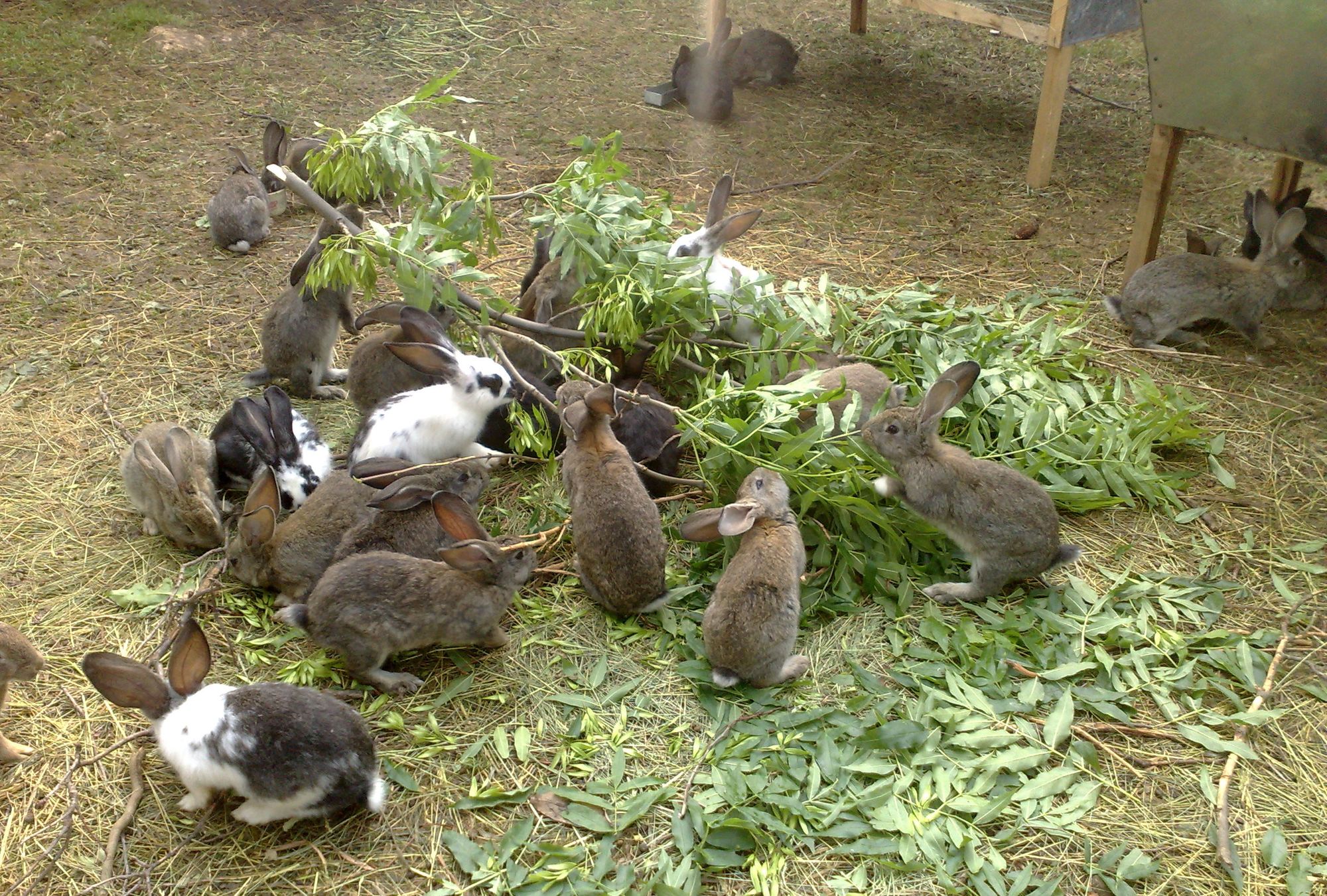 Быстрый рост кролика. Разведение кроликов. Кролики в приусадебном хозяйстве. Кролики на подворье. Веточный корм.