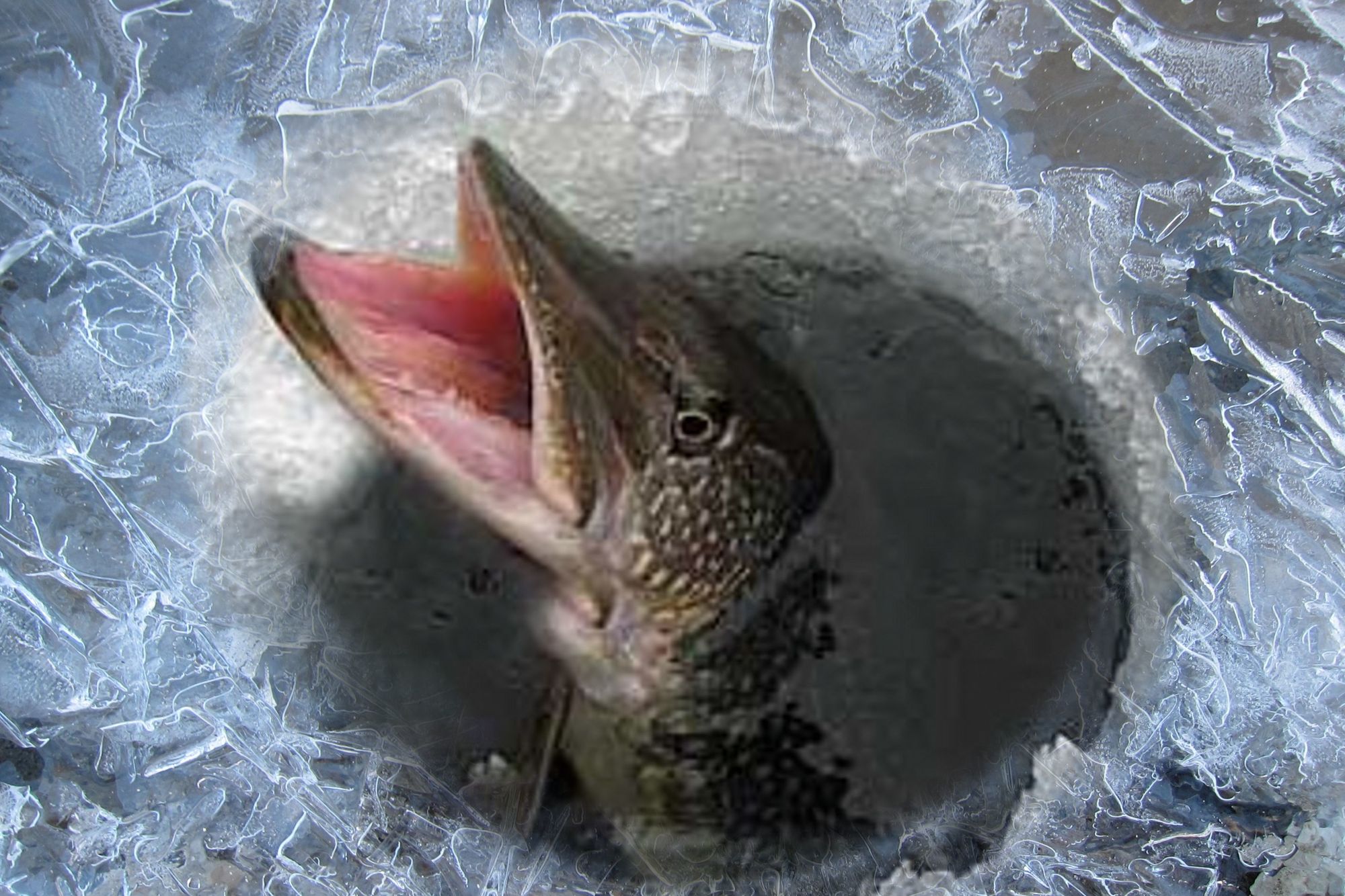 Рыба живущая на воздухе. Рыбы зимой. Щука подо льдом. Рыбы зимой подо льдом. Рыбы зимой под водой.