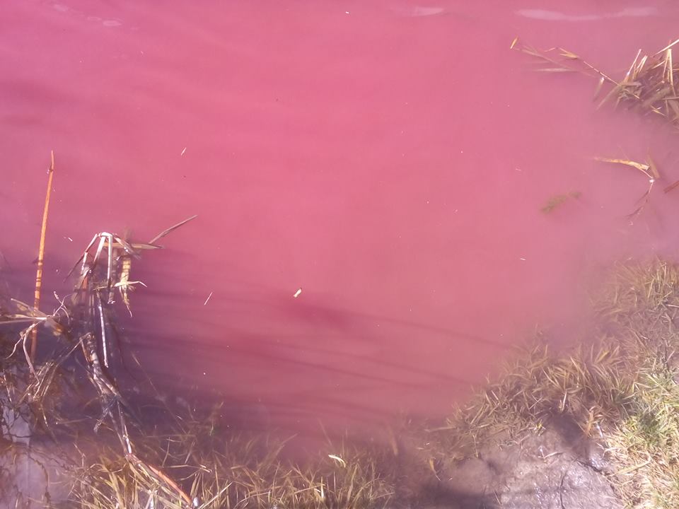 У Ніжині з’явилося рожеве озеро (Фото)