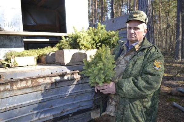 На Чернігівщині відновлюють лісові насадження (Фото)