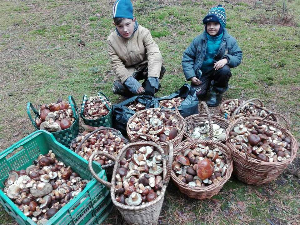 Какие грибы собирают. Массовый сбор грибов. Грибы Кабардино Балкарии. Грибы Сальска. Где можно собирать грибы.