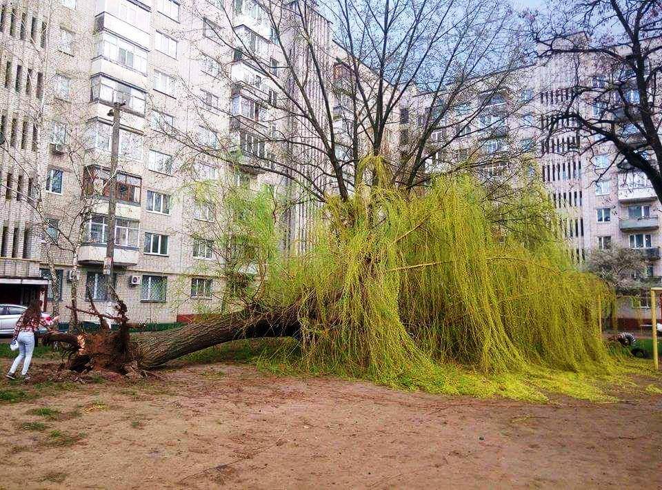Вітер повалив дерева по всьому Чернігову (Фото)