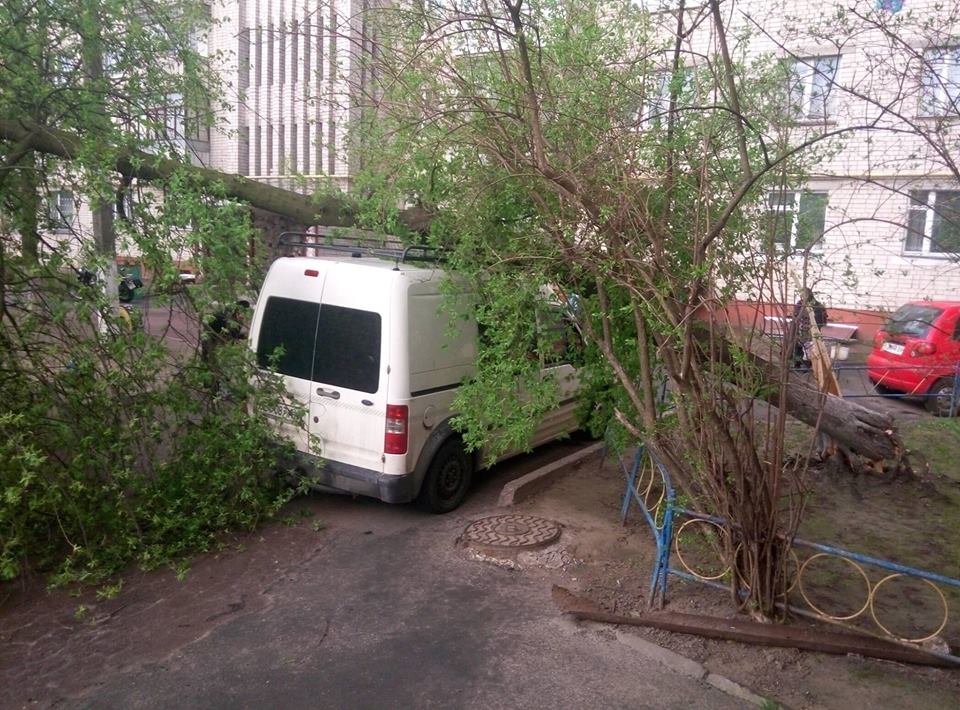 У Чернігові дерево впало на автомобіль (Фотофакт)