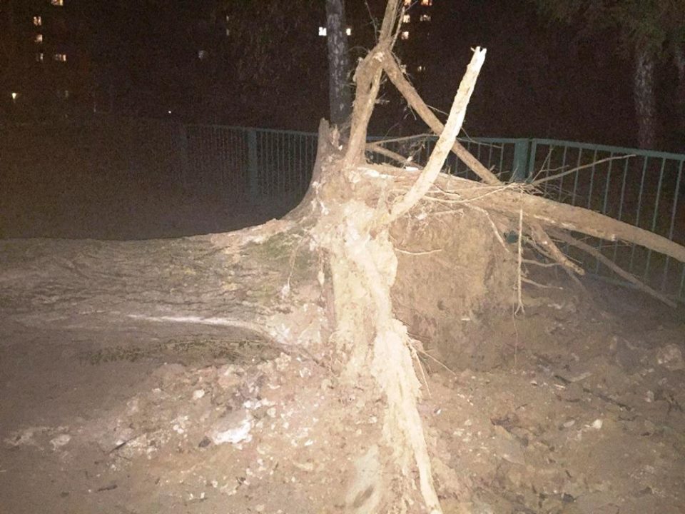 Вітер повалив дерева по всьому Чернігову (Фото)