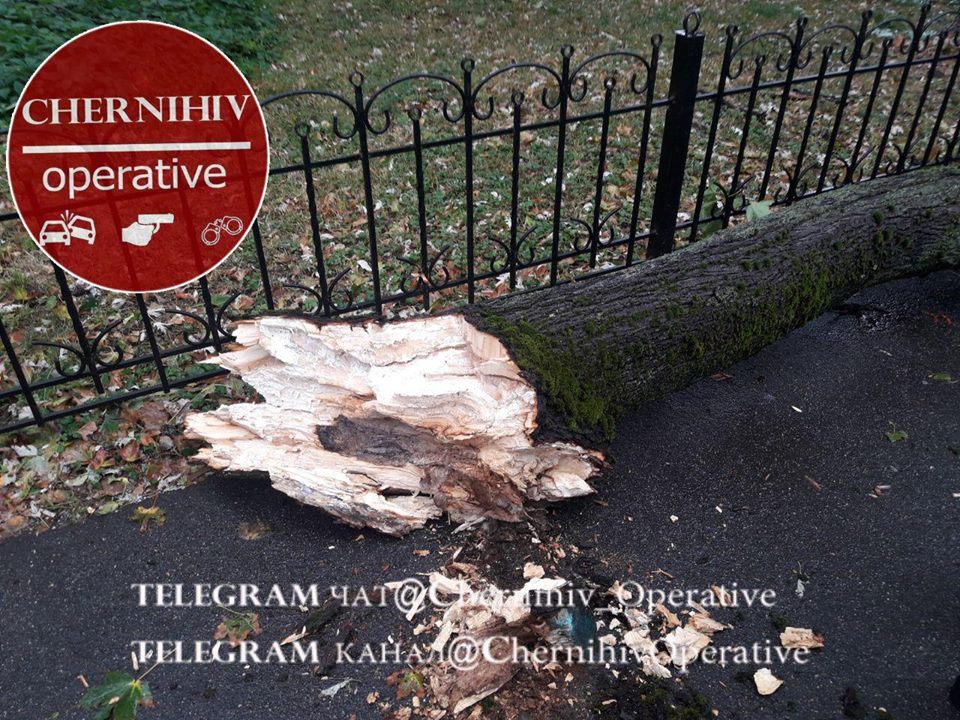 У Чернігові на автівки звалились дерева (Фото)