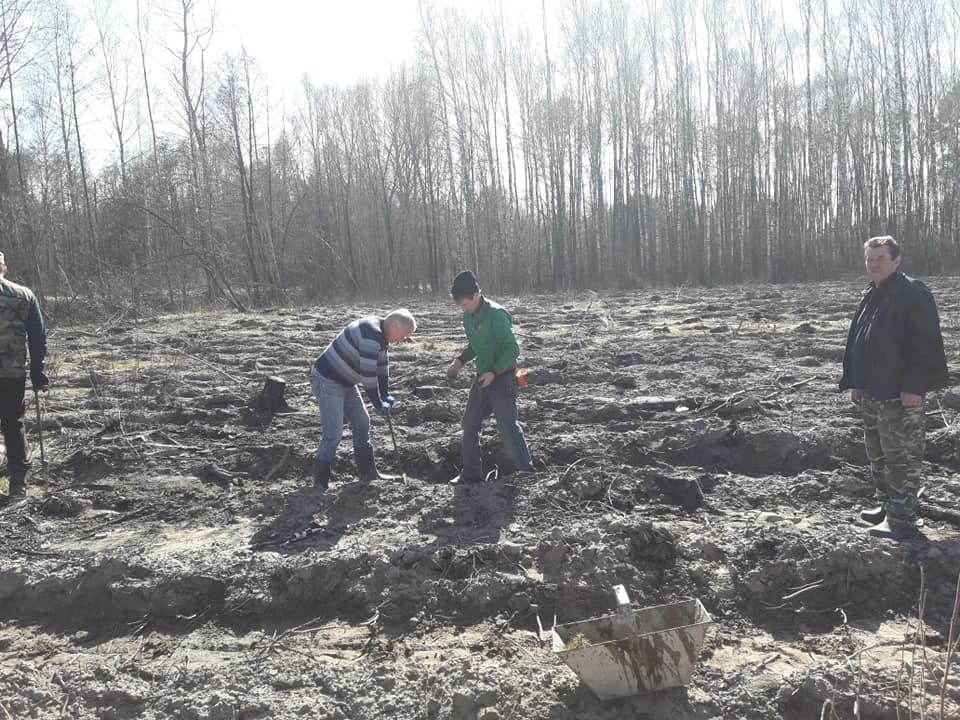 На Корюківщині висадили понад гектар лісу (Фото) - ЧЕline