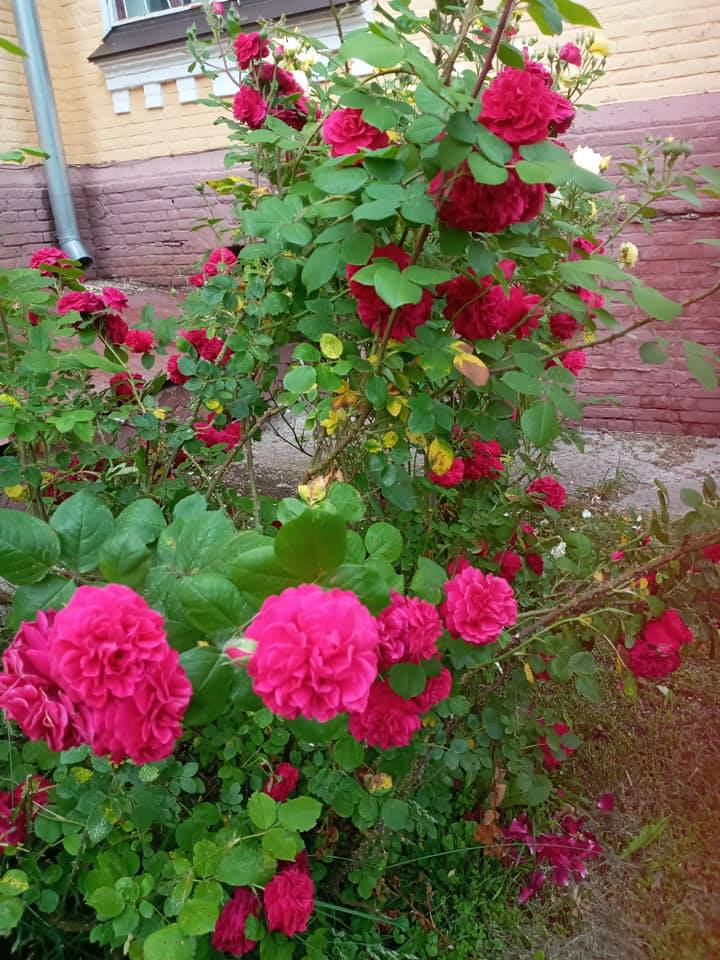 Трояндовий рай розквітнув поблизу Інституту сільськогосподарської мікробіології
