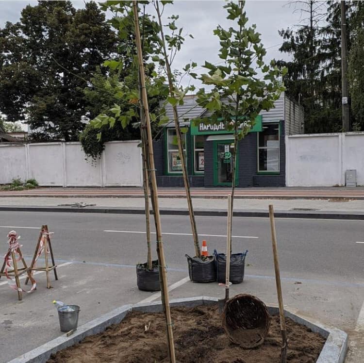 У Чернігові на Ремісничій почали висаджувати дерева (Фотофакт)