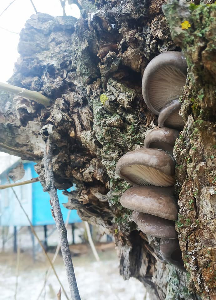 На Чернігівщині відкрили грибний сезон (Фотофакт)