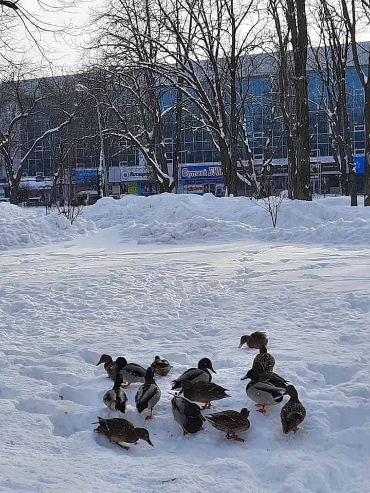 Фото качков на пляже