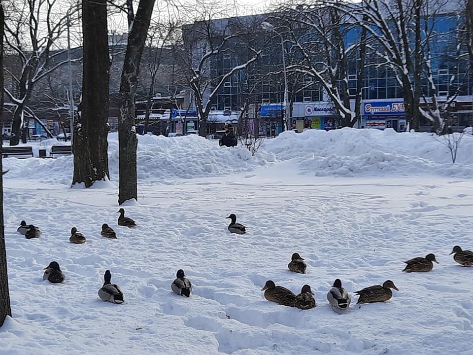 Три качка фото