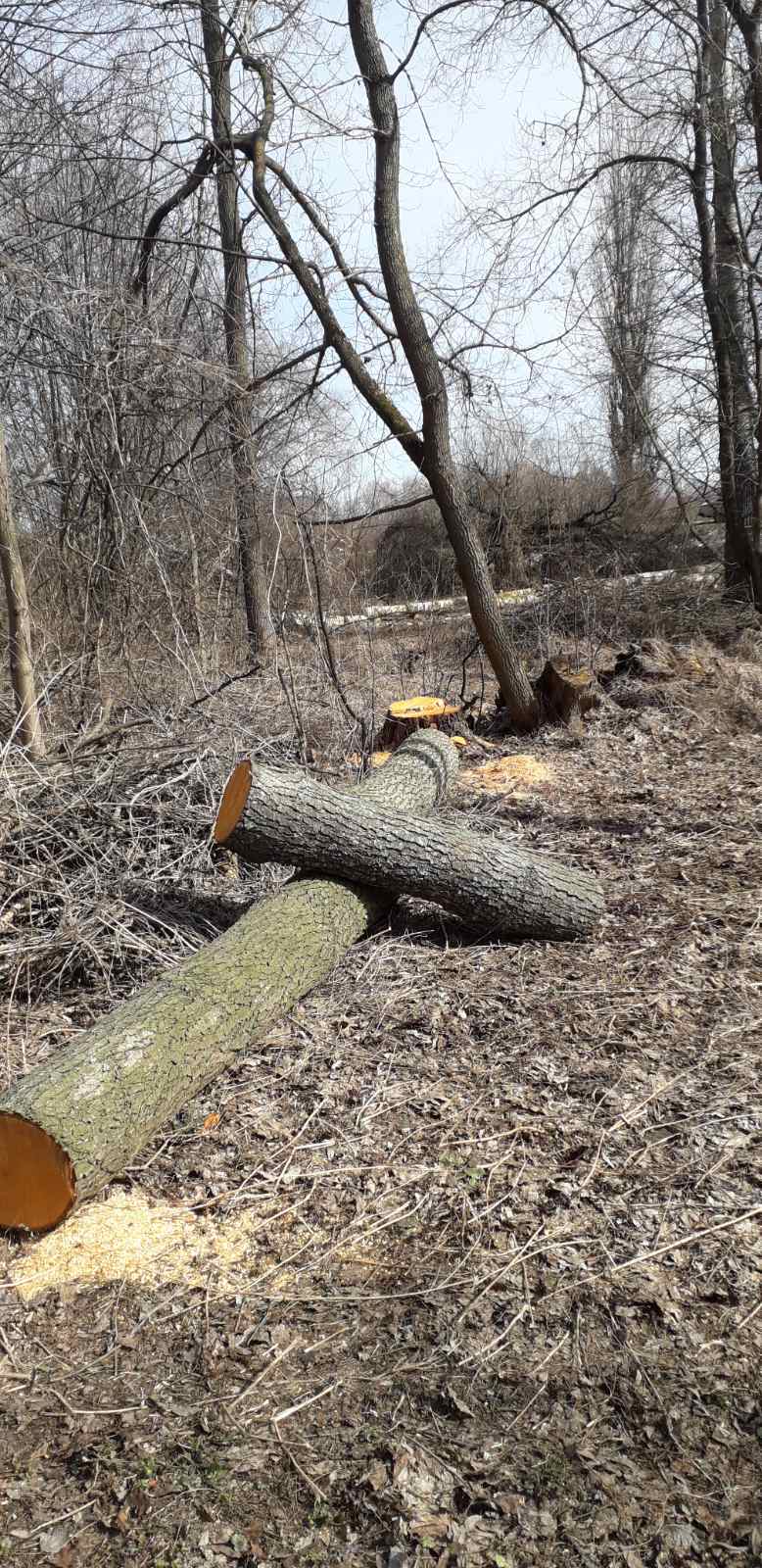 На Чернігівщині виявили незаконну вирубку дерев (Фото)