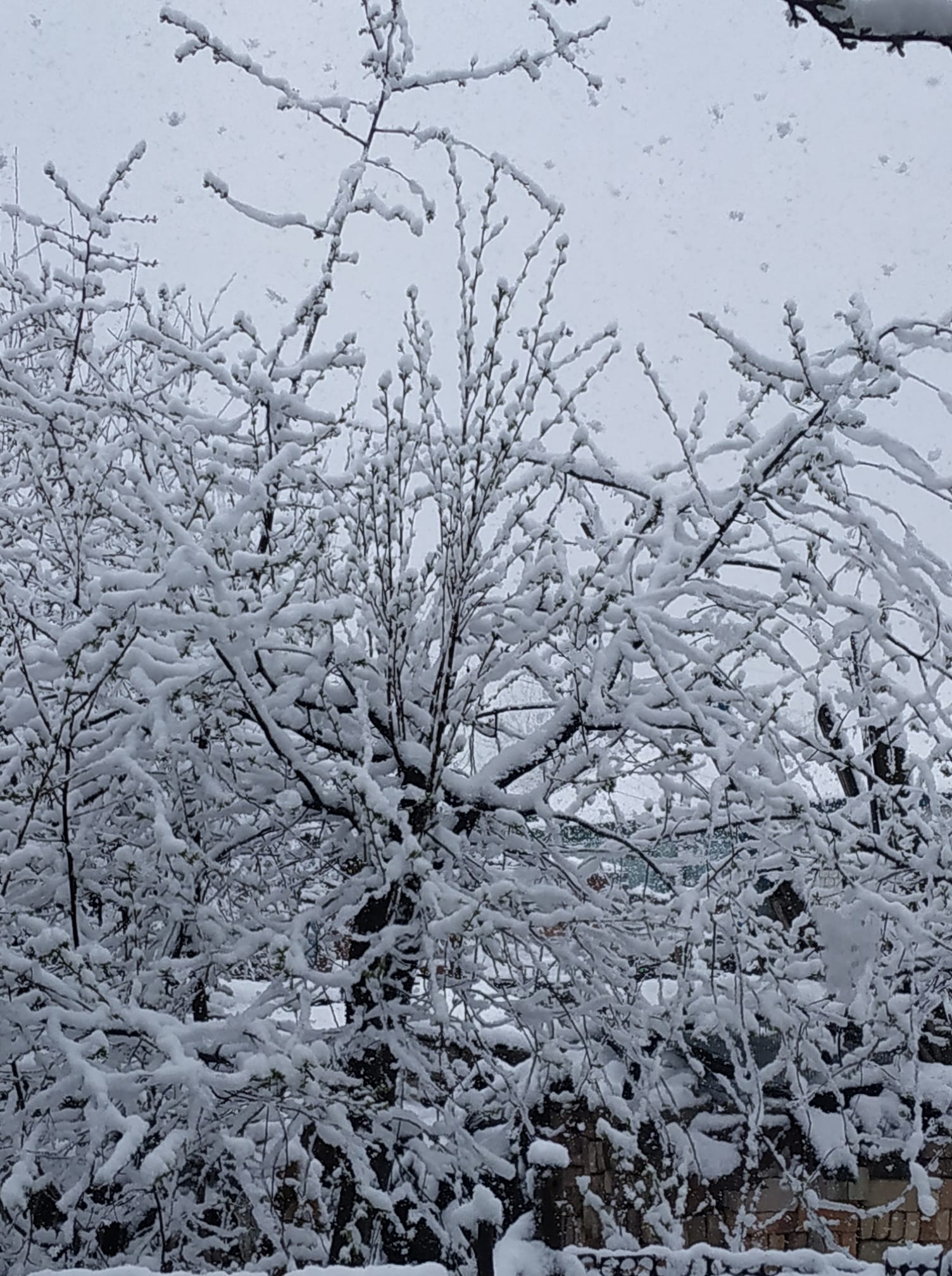 На Чернігівщині випав сніг (Відео, фото)