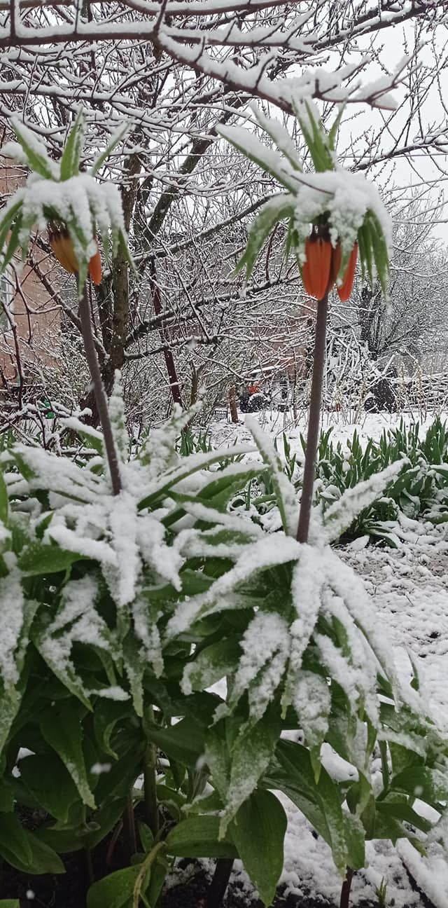 На Чернігівщині випав сніг (Відео, фото)