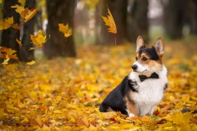 Dogs_Autumn_Welsh_Corgi_Foliage_516487_3840x2400