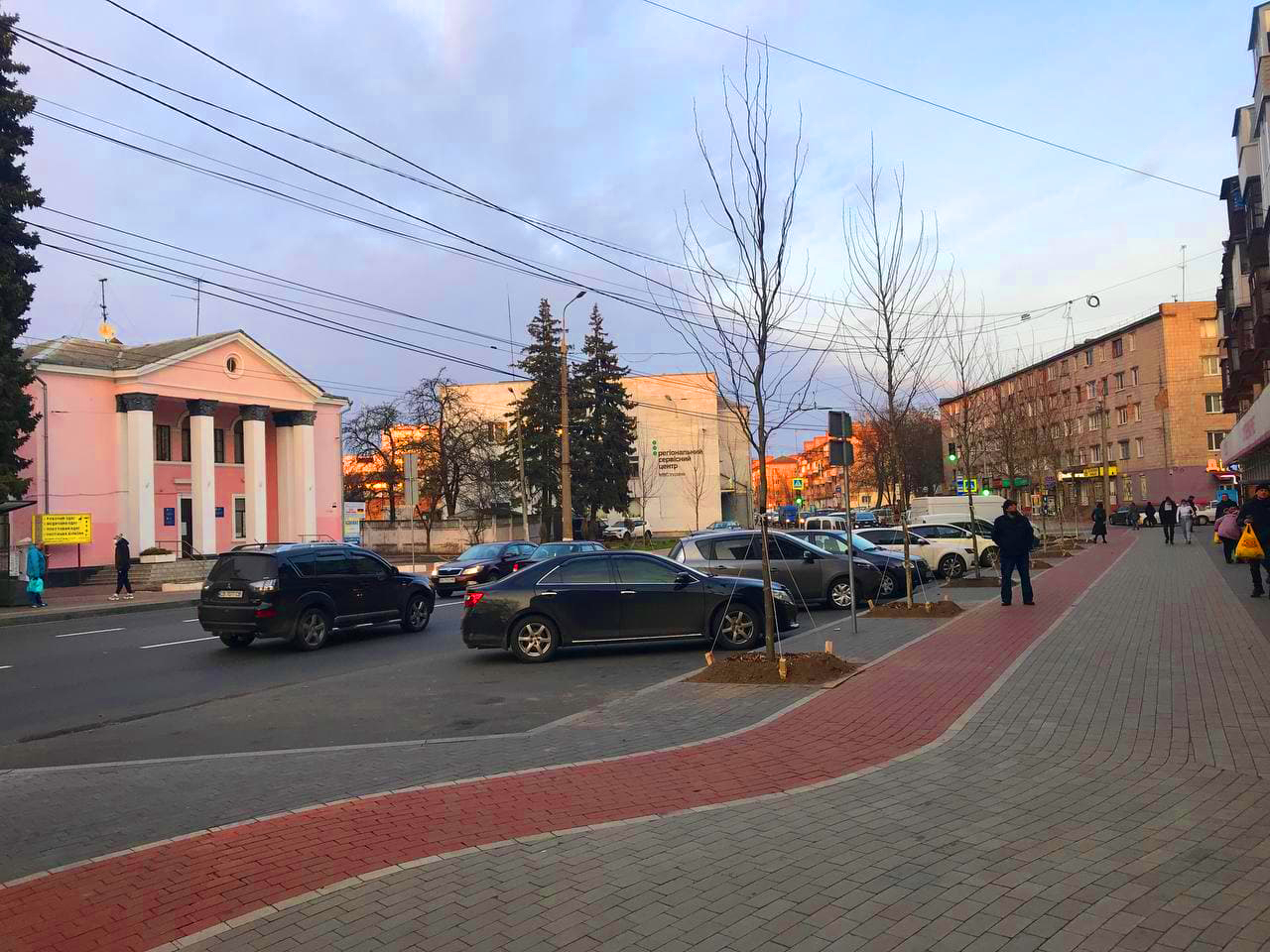 На вулиці Шевченка висадили 40 платанів і 39 кленів (Фото)
