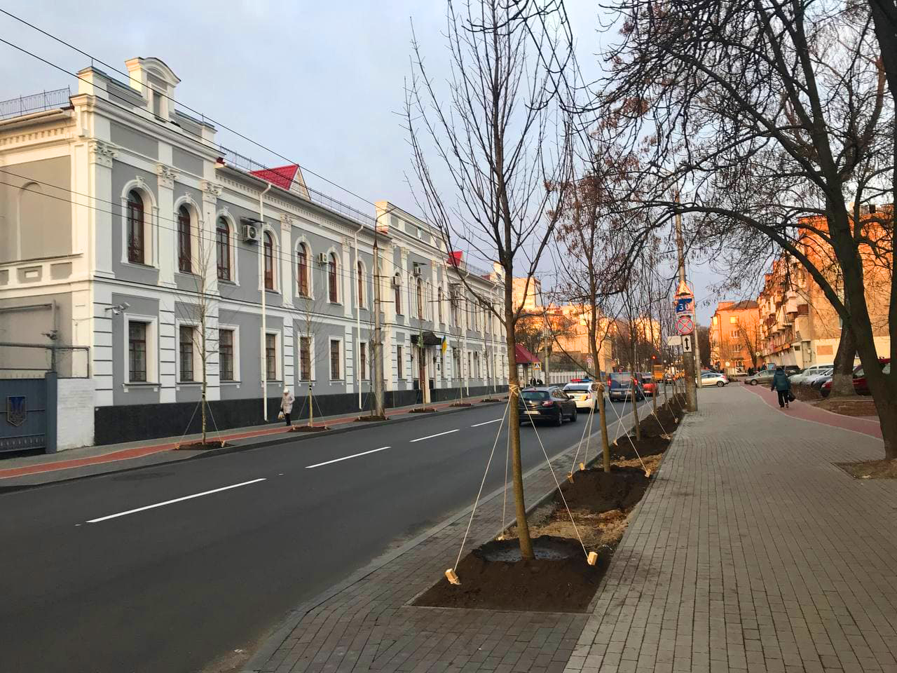 На вулиці Шевченка висадили 40 платанів і 39 кленів (Фото)