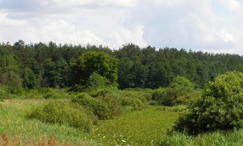 На Чернігівщині розташовується своя українська тайга (Фото)