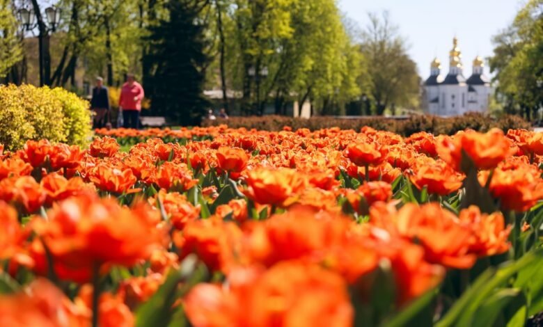 У Чернігові розквітла 100-річна вишня-антипка (Фото)