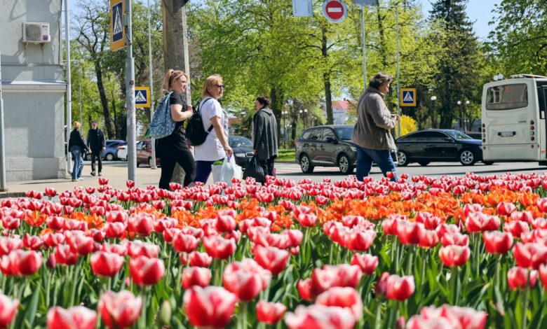У Чернігові розквітла 100-річна вишня-антипка (Фото)