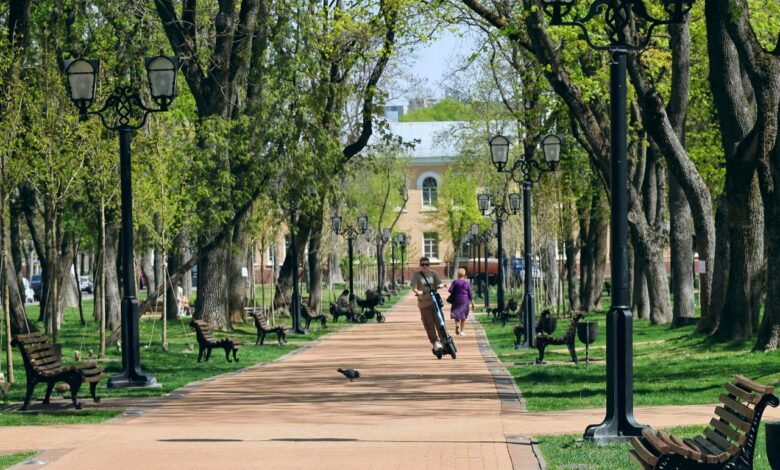 У Чернігові розквітла 100-річна вишня-антипка (Фото)